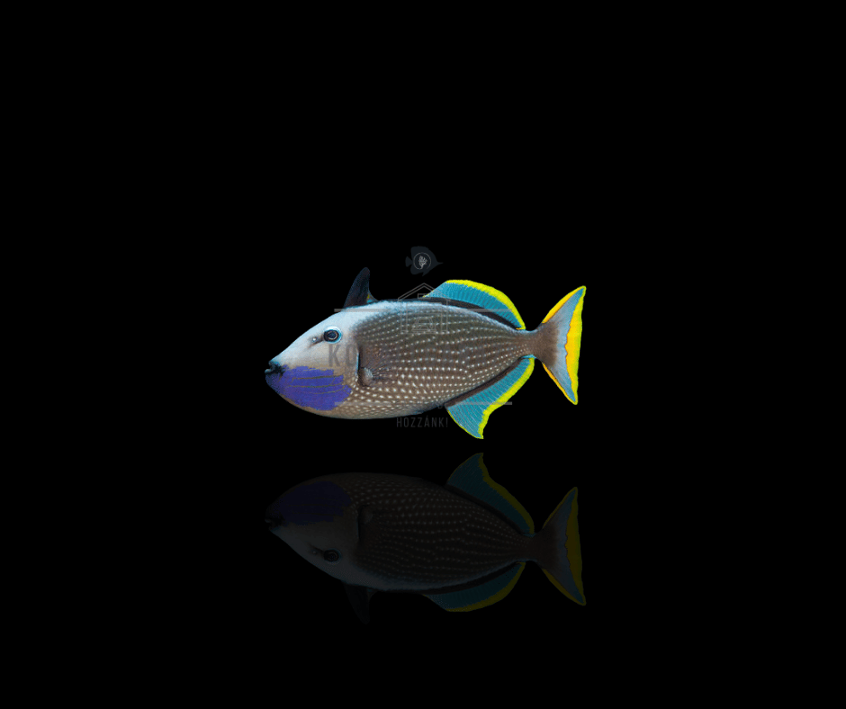 Xanthichthys auromarginatus (male)